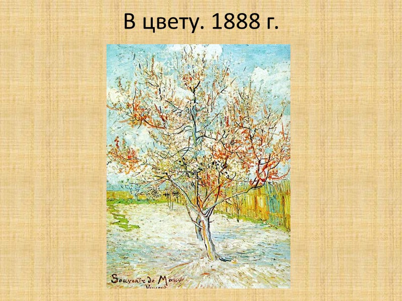 В цвету. 1888 г.